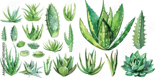 aloe vera watercolor clipart