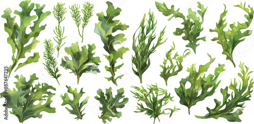 seaweed watercolor clipart