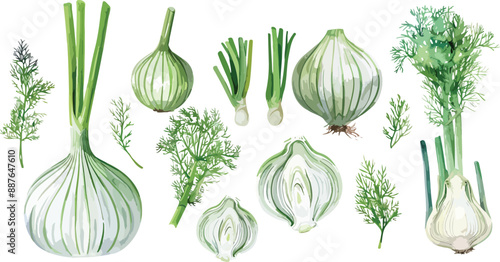 fennel watercolor clipart