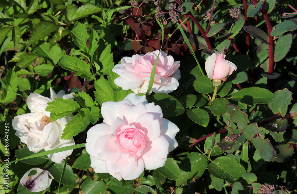 Light pink roses on a sunny day - horizontal photo, close-up Light pink roses on a sunny day - horizontal photo, close-up