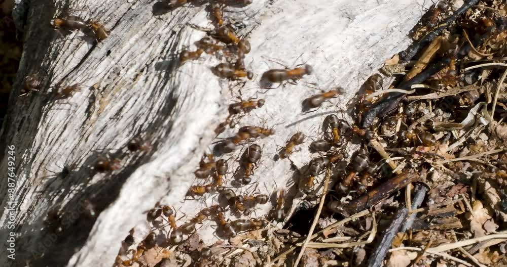 Fire ants crawling on log to anthill working on ground in forest hundreds swarm their mound Fire ants crawling on log to anthill working on ground in forest hundreds swarm their mound