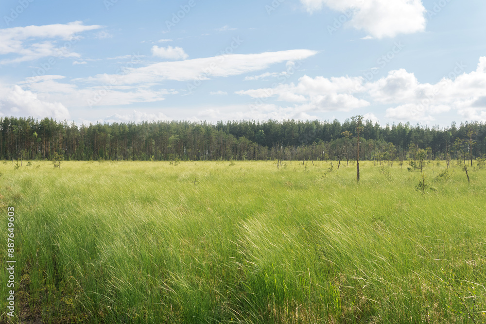 wild grassy fen landscape in sunny day wild grassy fen landscape in sunny day