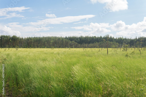 Canvas Print wild grassy fen landscape in sunny day