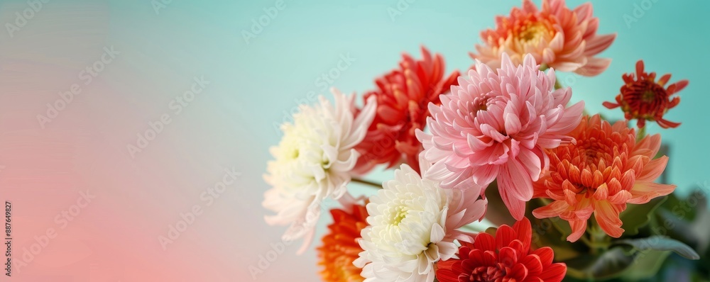 Vibrant Chrysanthemum Blooms at Autumn Flowers Festival with Colorful Background Vibrant Chrysanthemum Blooms at Autumn Flowers Festival with Colorful Background
