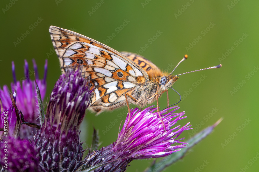 Obraz premium Small Pearl bordered Fritillary