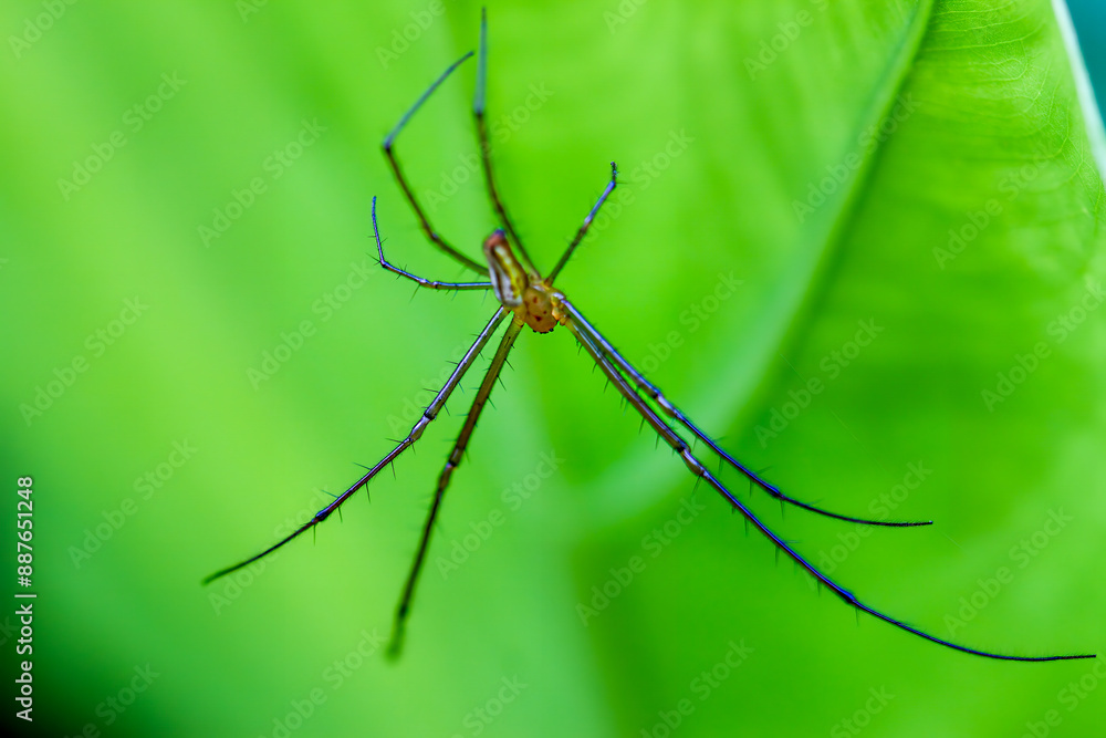 Detailed view of a yellow-brown striped spider with spiny legs under a leaf. Captures the essence of wildlife in Wulai, Taiwan. Detailed view of a yellow-brown striped spider with spiny legs under a leaf. Captures the essence of wildlife in Wulai, Taiwan.