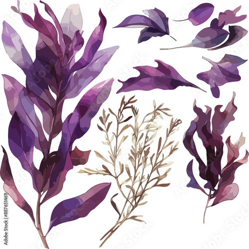 dulse watercolor clipart