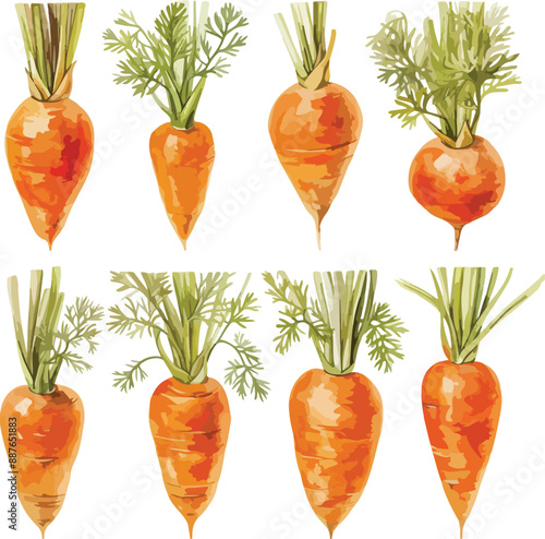 carrot watercolor clipart