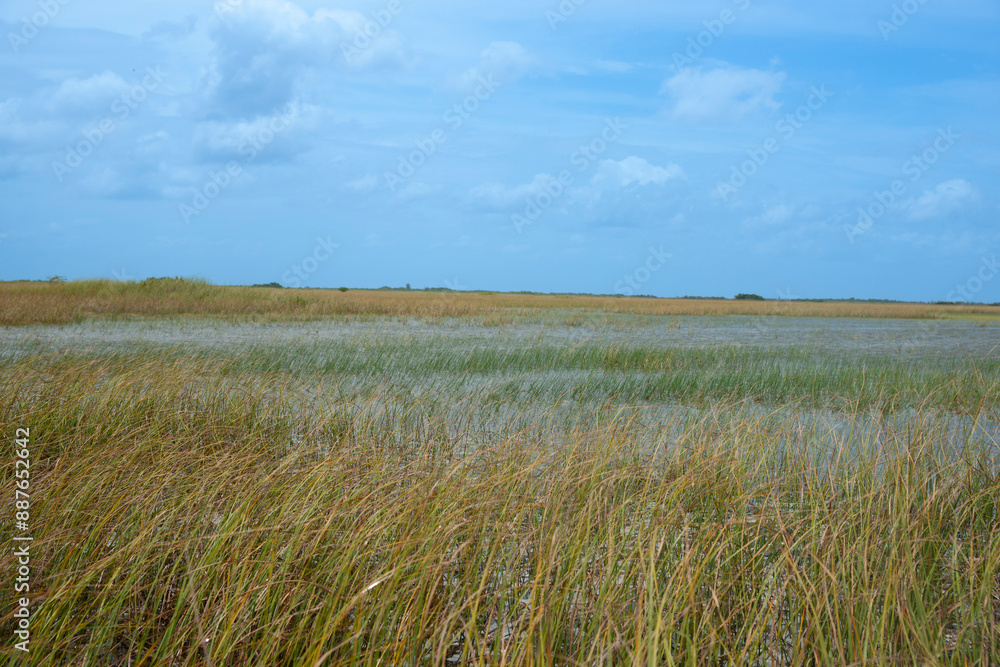 Everglades reed beds in an expansive landscape Everglades reed beds in an expansive landscape