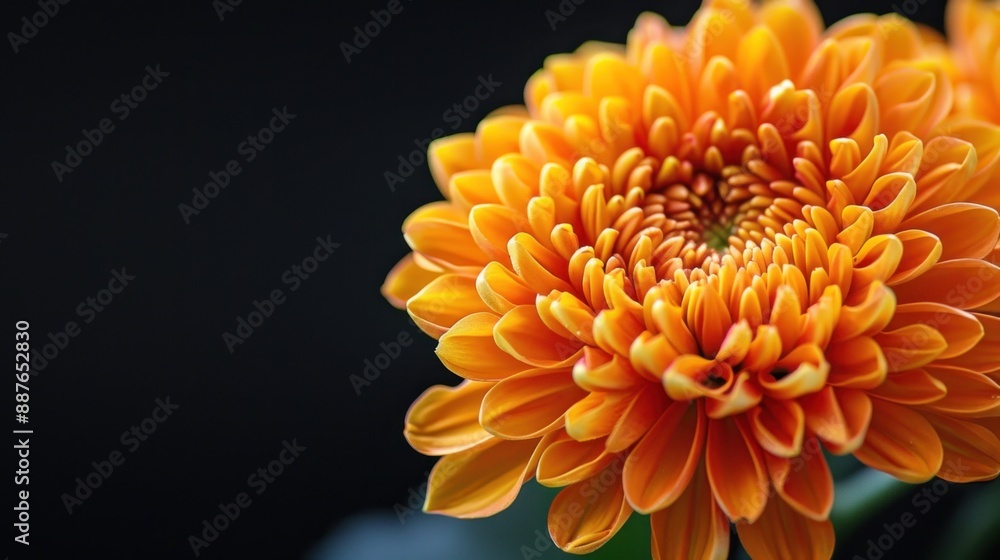 Close-up of a Vibrant Orange Chrysanthemum Close-up of a Vibrant Orange Chrysanthemum