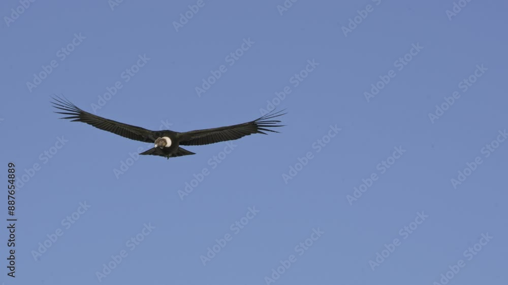 Close-up of Andean condor gliding with wings spread, clear blue sky. Patagonia, Argentina Close-up of Andean condor gliding with wings spread, clear blue sky. Patagonia, Argentina
