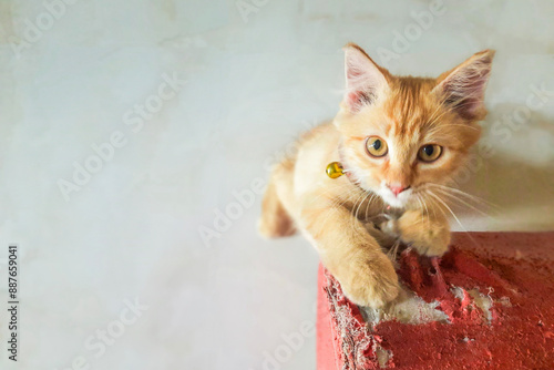 Kitten scratches the sofa