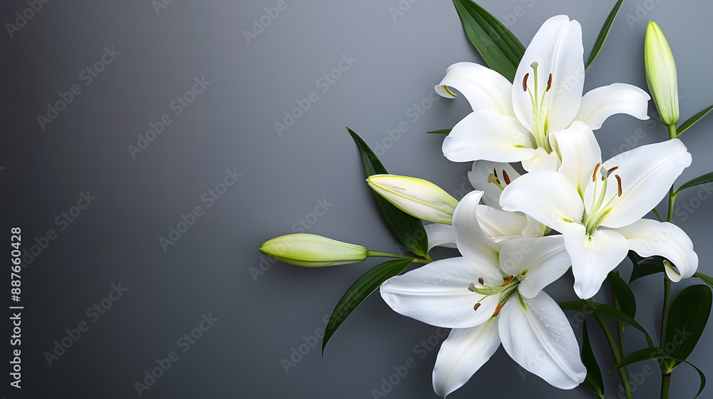 Fototapeta premium branch of white lilies flowers, mourning or funeral background, condolence card with copy space for text