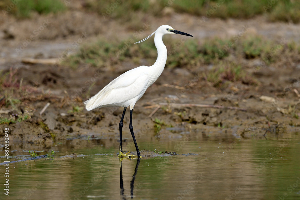 Seidenreiher // Little egret (Egretta garzetta) Seidenreiher // Little egret (Egretta garzetta)