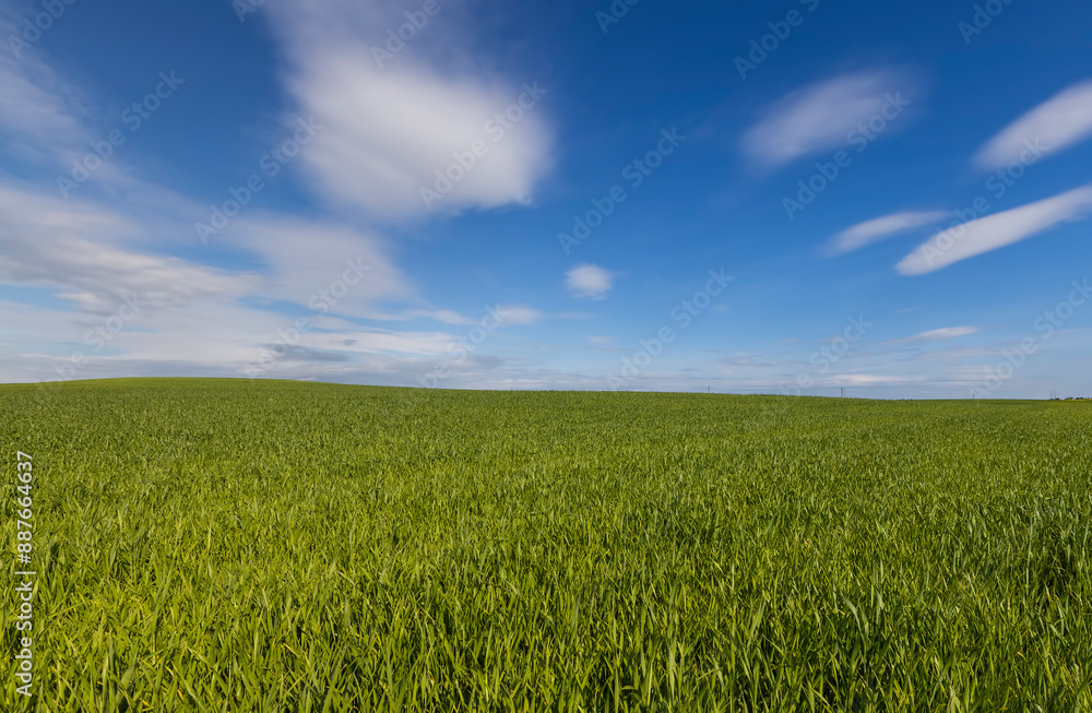 beautiful green wheat sprouts in sunny weather beautiful green wheat sprouts in sunny weather
