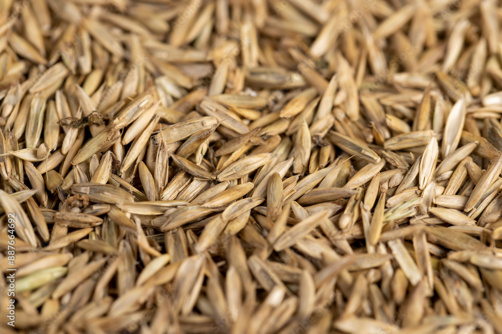 mixed seeds of perennial and annual grass for lawn mixed seeds of perennial and annual grass for lawn