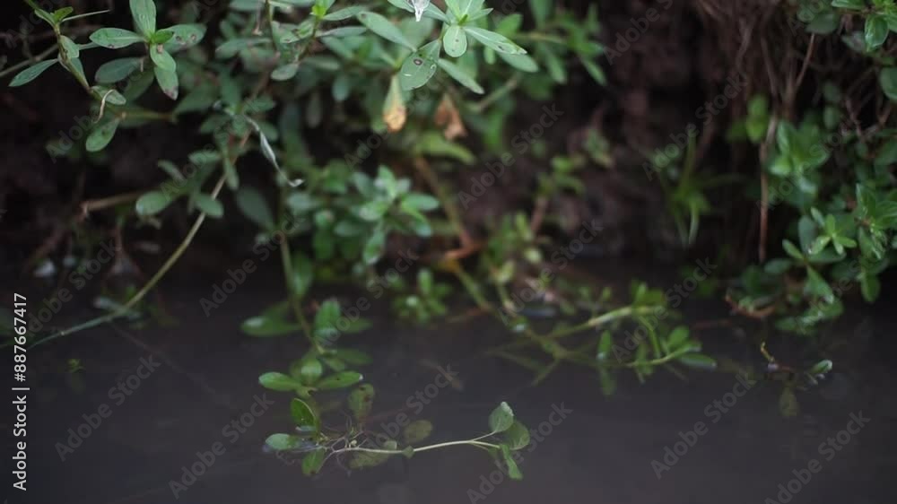 A pond with green plants floating on the surface A pond with green plants floating on the surface