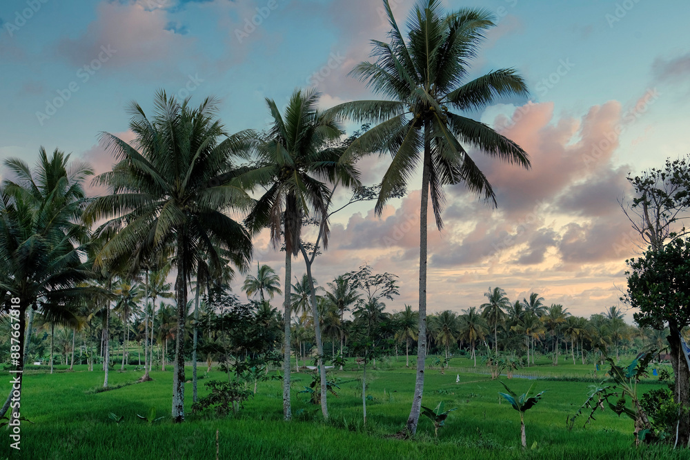 A series of coconut trees among rice fields, dark clouds and blue sky on the background