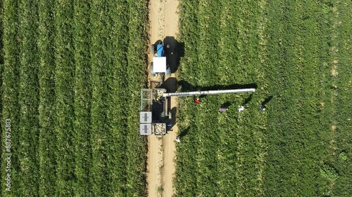 Raccolta meloni vista dall'alto