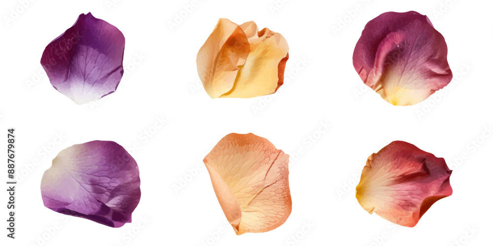 A set of colorful rose petals isolated on a white background A set of colorful rose petals isolated on a white background