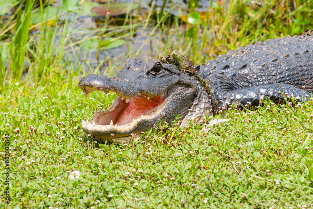 Obraz premium American alligator with mouth open in vegetation on edge of swamp