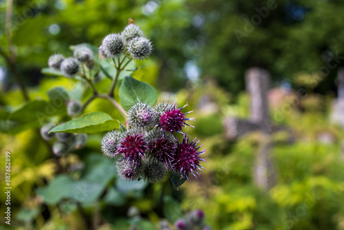 At the Smolensk Cemetery in St. Petersburg, Russia