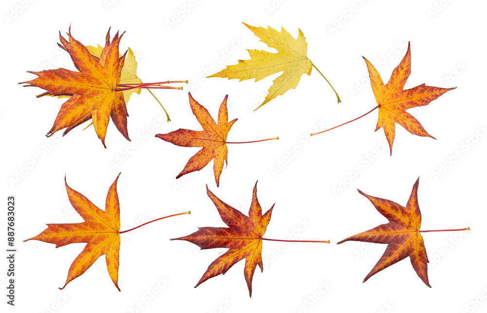Autumn Leaf Isolated, Colored Autumn Tree Leaves, Red Orange Foliage, Yellow Fall Leaf Autumn Leaf Isolated, Colored Autumn Tree Leaves, Red Orange Foliage, Yellow Fall Leaf
