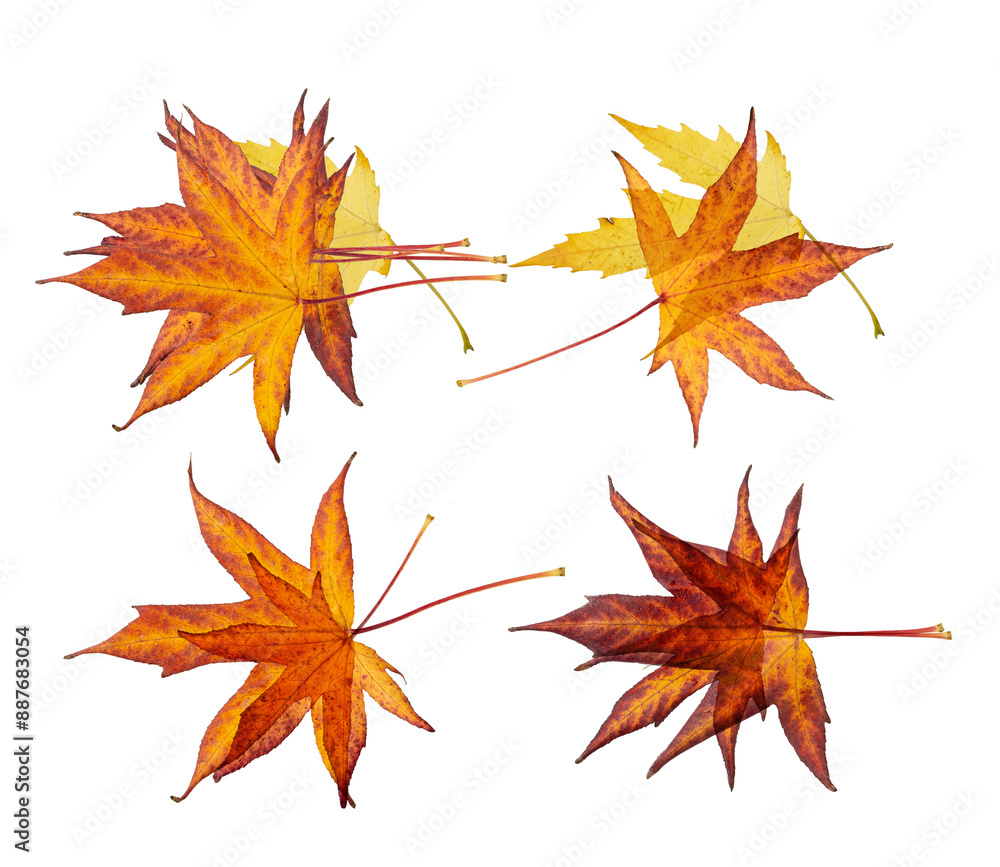 Autumn Leaf Isolated, Colored Autumn Tree Leaves, Red Orange Foliage, Yellow Fall Leaf Autumn Leaf Isolated, Colored Autumn Tree Leaves, Red Orange Foliage, Yellow Fall Leaf