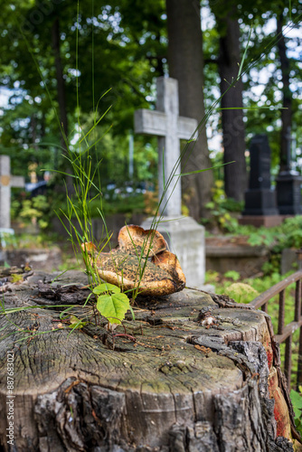 At the Smolensk Cemetery in St. Petersburg, Russia