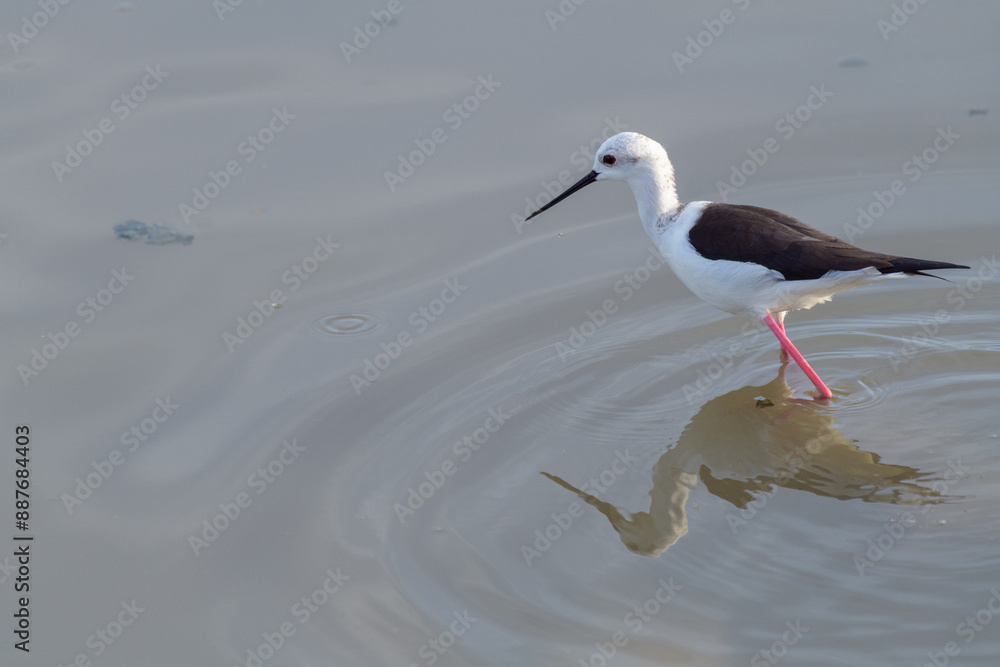 CIGÜEÑUELA COMÚN (Himantopus Himantopus) CIGÜEÑUELA COMÚN (Himantopus Himantopus)