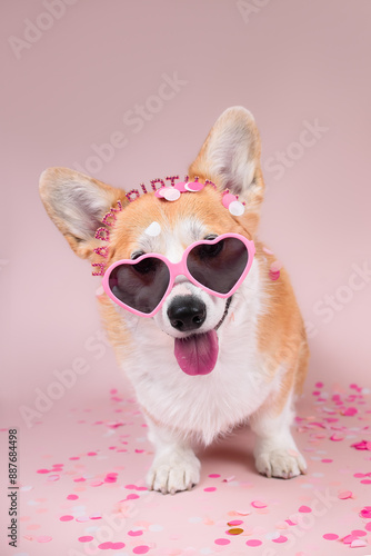 corgi in glasses photo