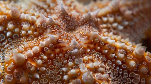 Close up shot of a starfish's surface, highlighting its rough texture and tiny, intricate details
