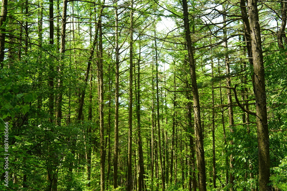 검단산 잣나무 숲 nut pine 검단산 잣나무 숲 nut pine