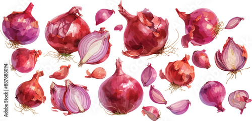 red onion watercolor clipart