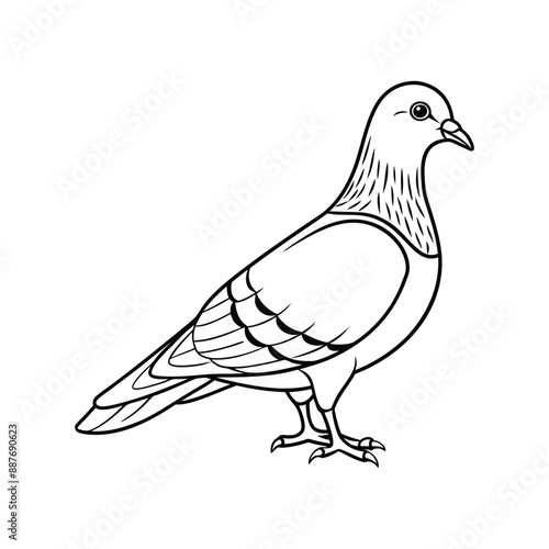 Rock Pigeon Bird Line Art Icon Logo Vector Design