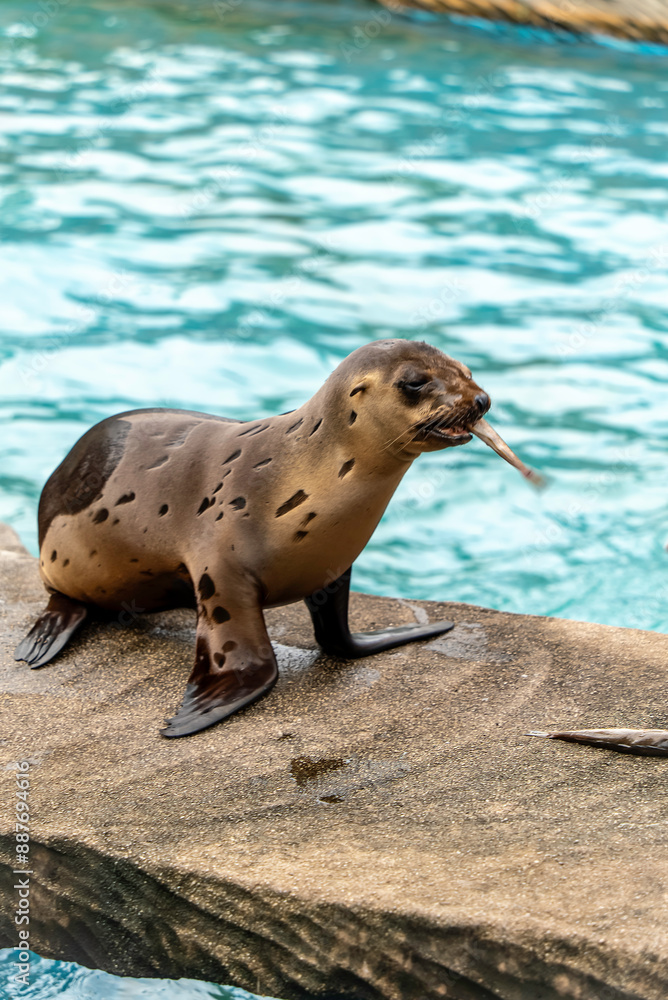 Fototapeta premium 魚を食べるカリフォルニアアシカの子ども
