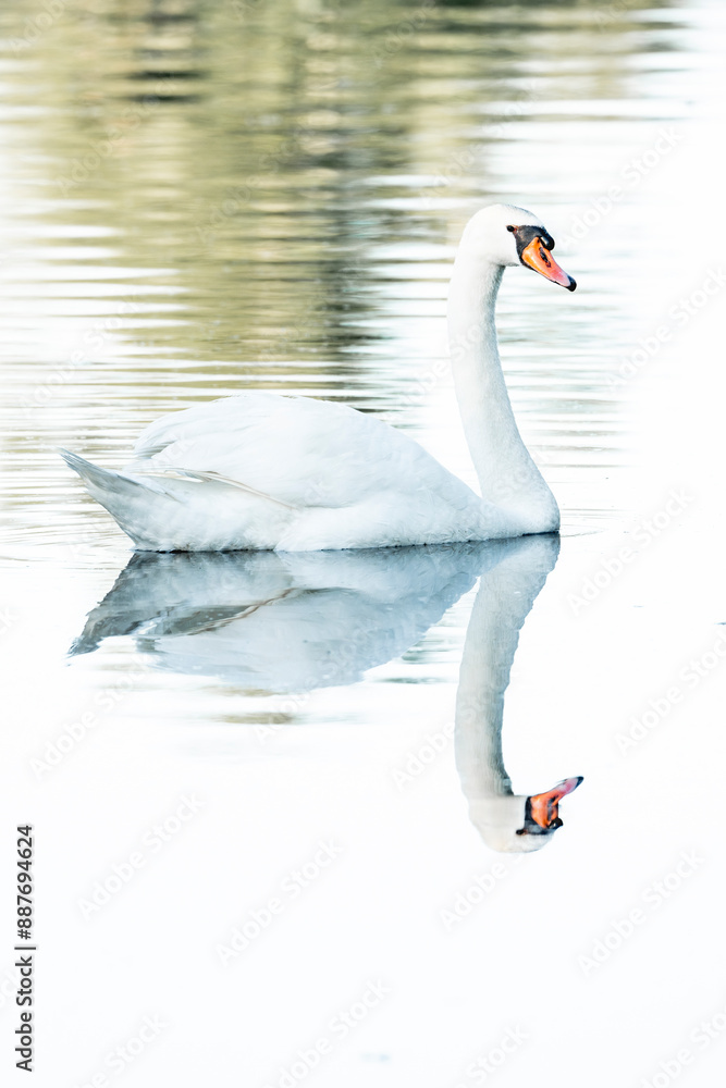 Fototapeta premium beautiful white swan bird swimming on the water