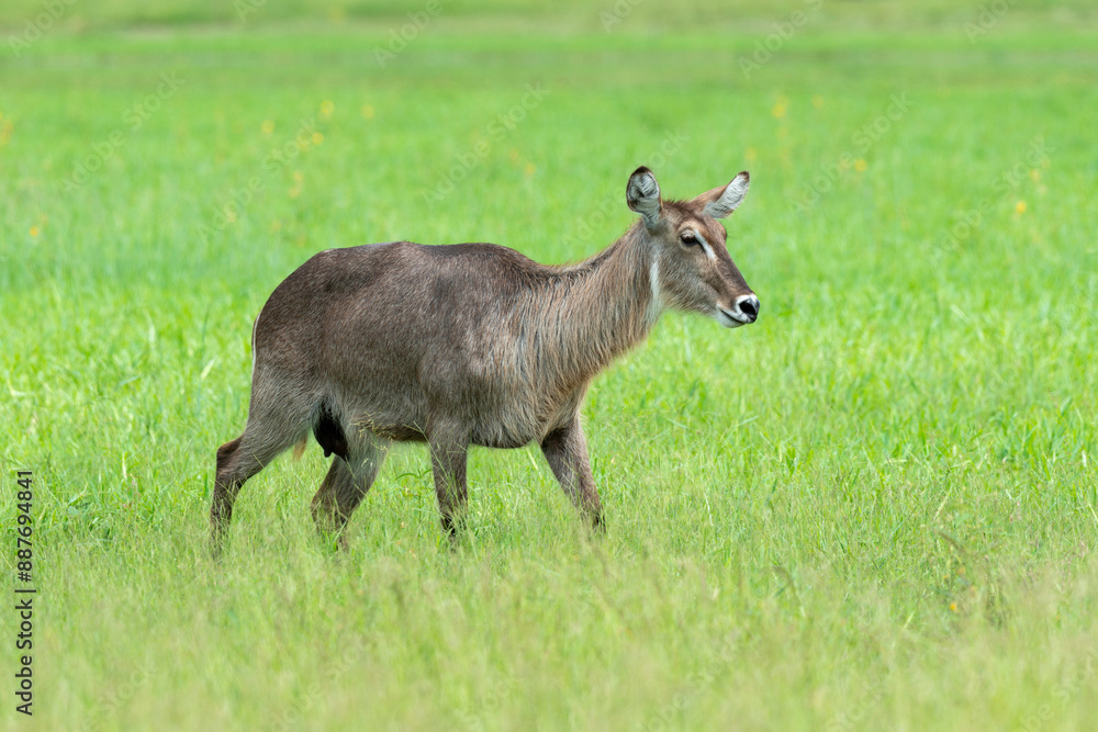 Cobe à croissant , Waterbuck, Kobus ellipsiprymnus, Parc national du Kruger, Afrique du Sud Cobe à croissant , Waterbuck, Kobus ellipsiprymnus, Parc national du Kruger, Afrique du Sud