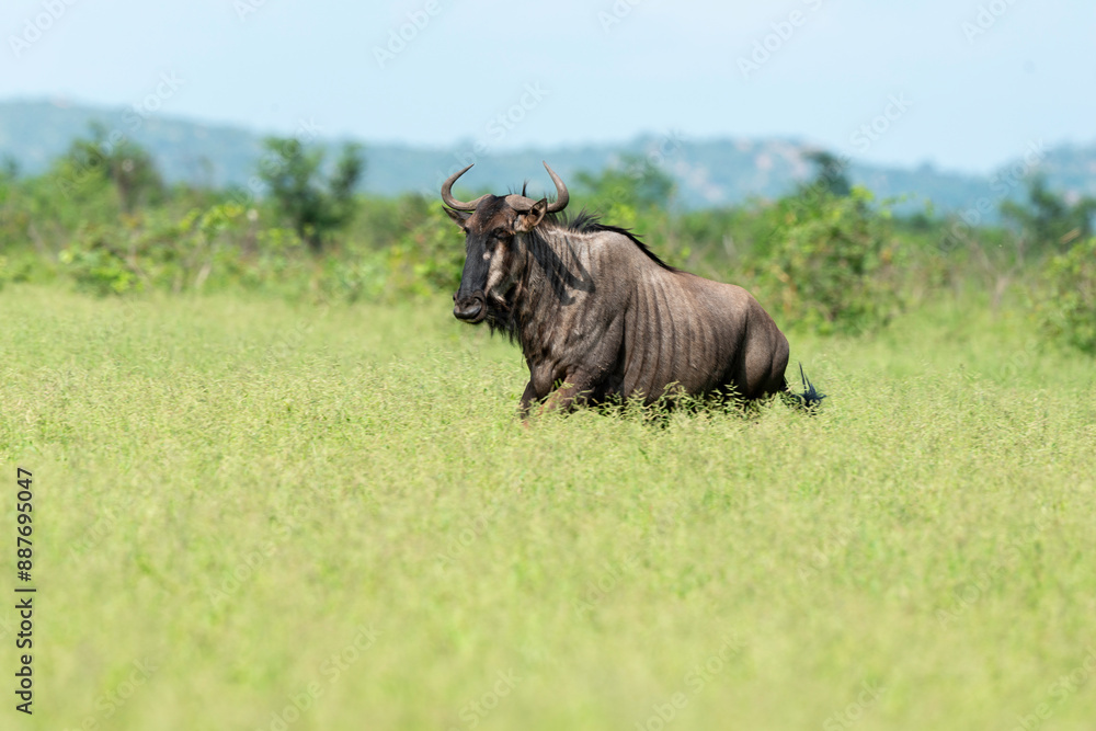 Obraz premium Gnou à queue noire, Connochaetes taurinus, Parc national Kruger, Afrique du Sud