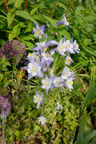 Akeleien (Aquilegia)  mit weiß-lila Blüten  photo