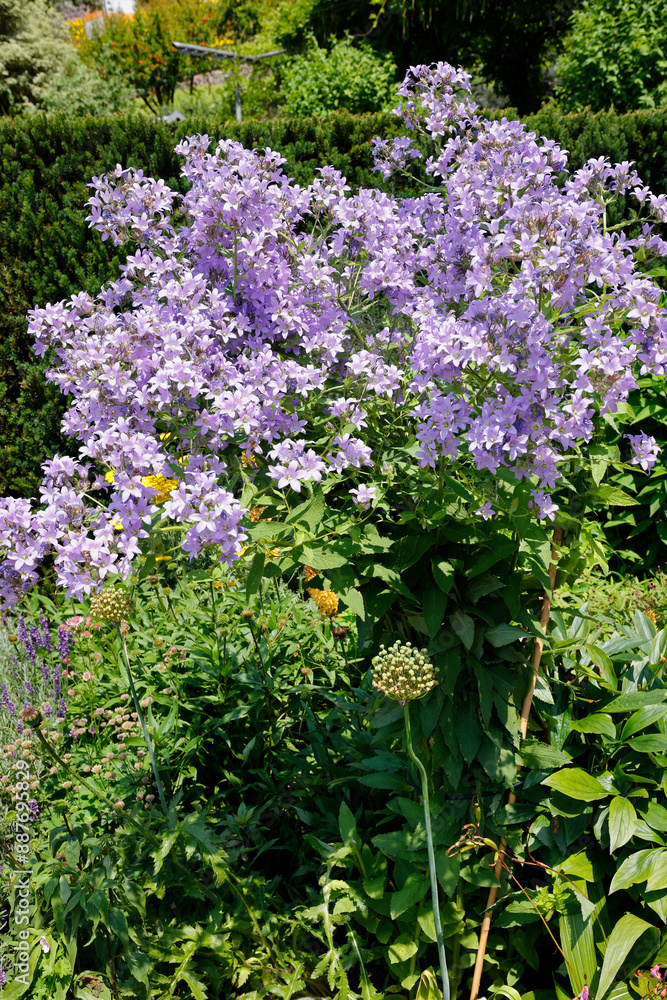 Felsen-Fetthenne (Sedum reflexum) mit gelben Blüten Felsen-Fetthenne (Sedum reflexum) mit gelben Blüten