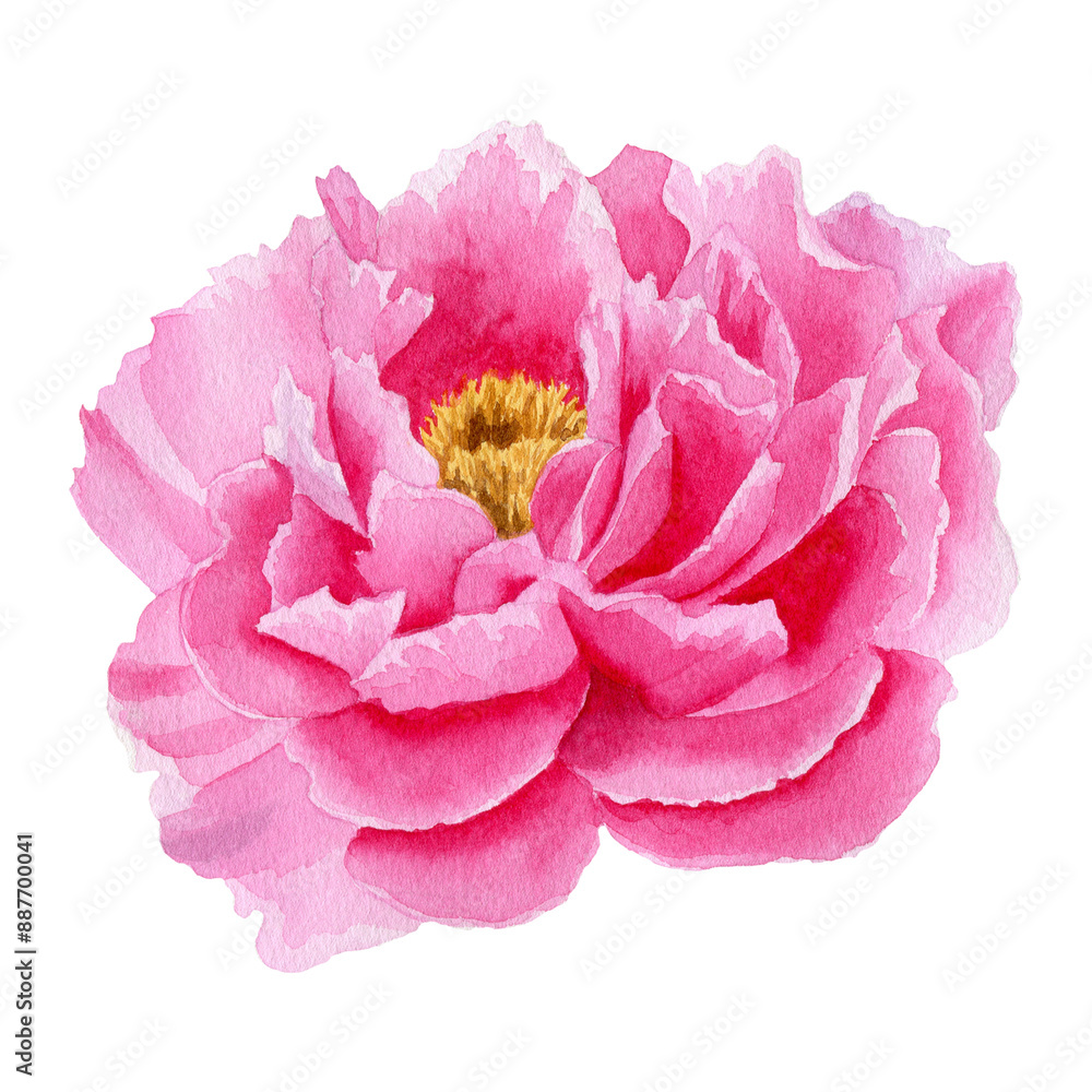 Pink peony flower. Watercolor hand drawn illustration isolated on white background. For design, posters, cards, postcards, stickers, flyers, package Pink peony flower. Watercolor hand drawn illustration isolated on white background. For design, posters, cards, postcards, stickers, flyers, package