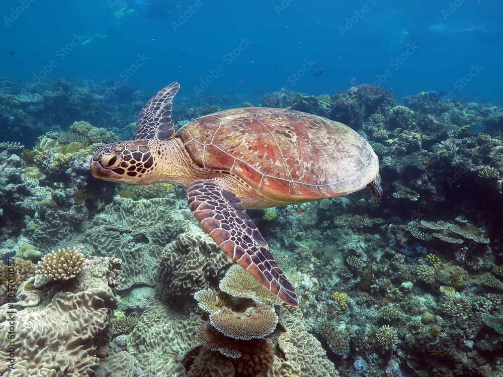 Fototapeta premium Sea turtle in Great Barrier Reef