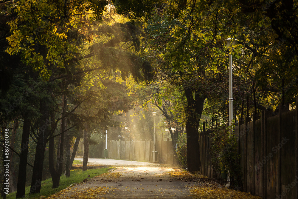 Beautiful and colourful alley in a park with rays of light in autumn morning