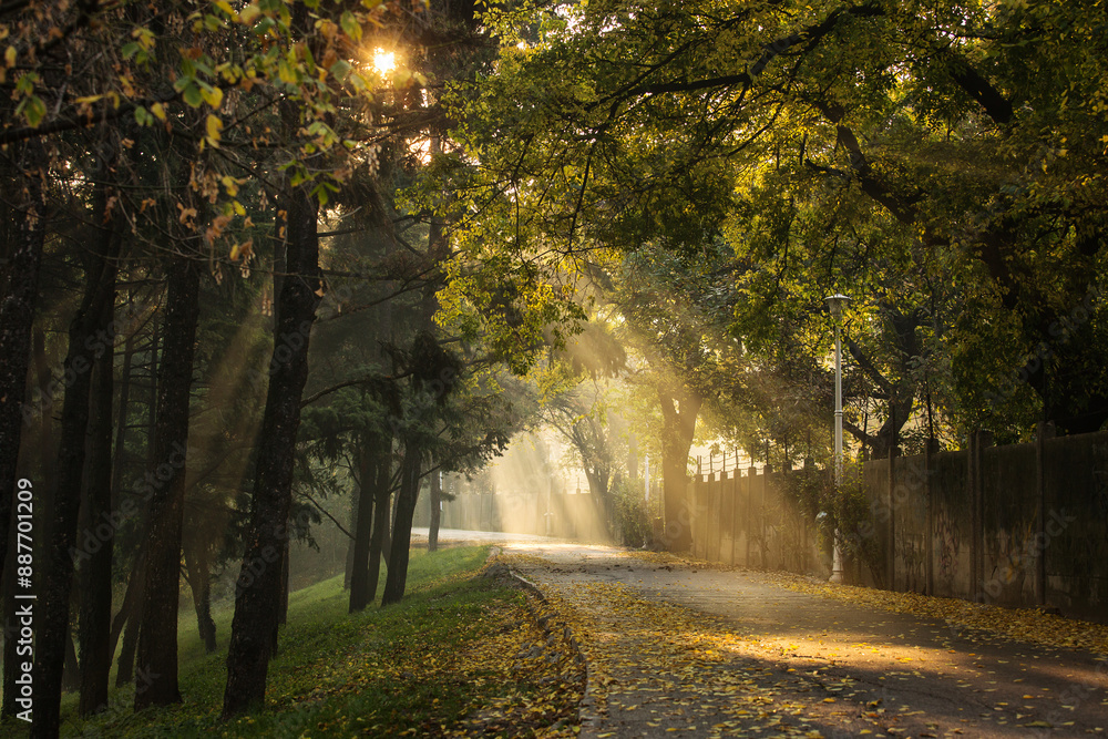 Beautiful and colourful alley in a park with rays of light in autumn morning