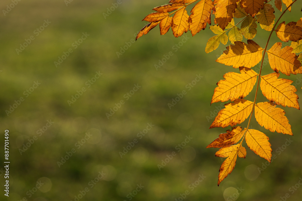 Colourful leafs in autumn time with green background