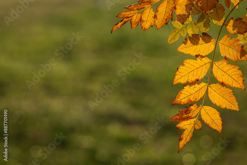 Obraz na płótnie Colourful leafs in autumn time with green background w salonie
