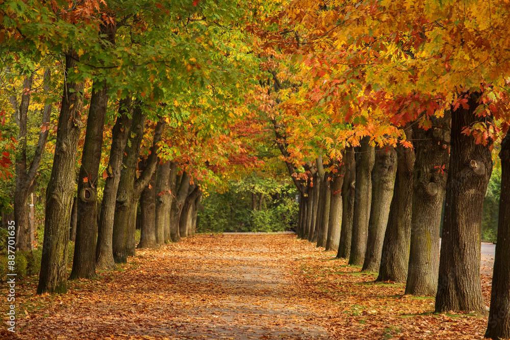 Beautiful alley in a park full of colourful leafs in autumn season