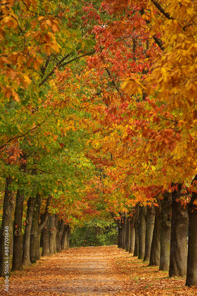 Vertical autumn landscape with colourful alley in a park, great for phone wallpaper