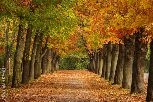 Obraz na płótnie Beautiful alley in a park full of colourful leafs in autumn season w salonie
